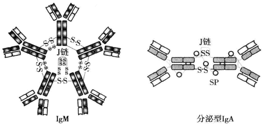 图3-2 免疫球蛋白的J链和分泌片